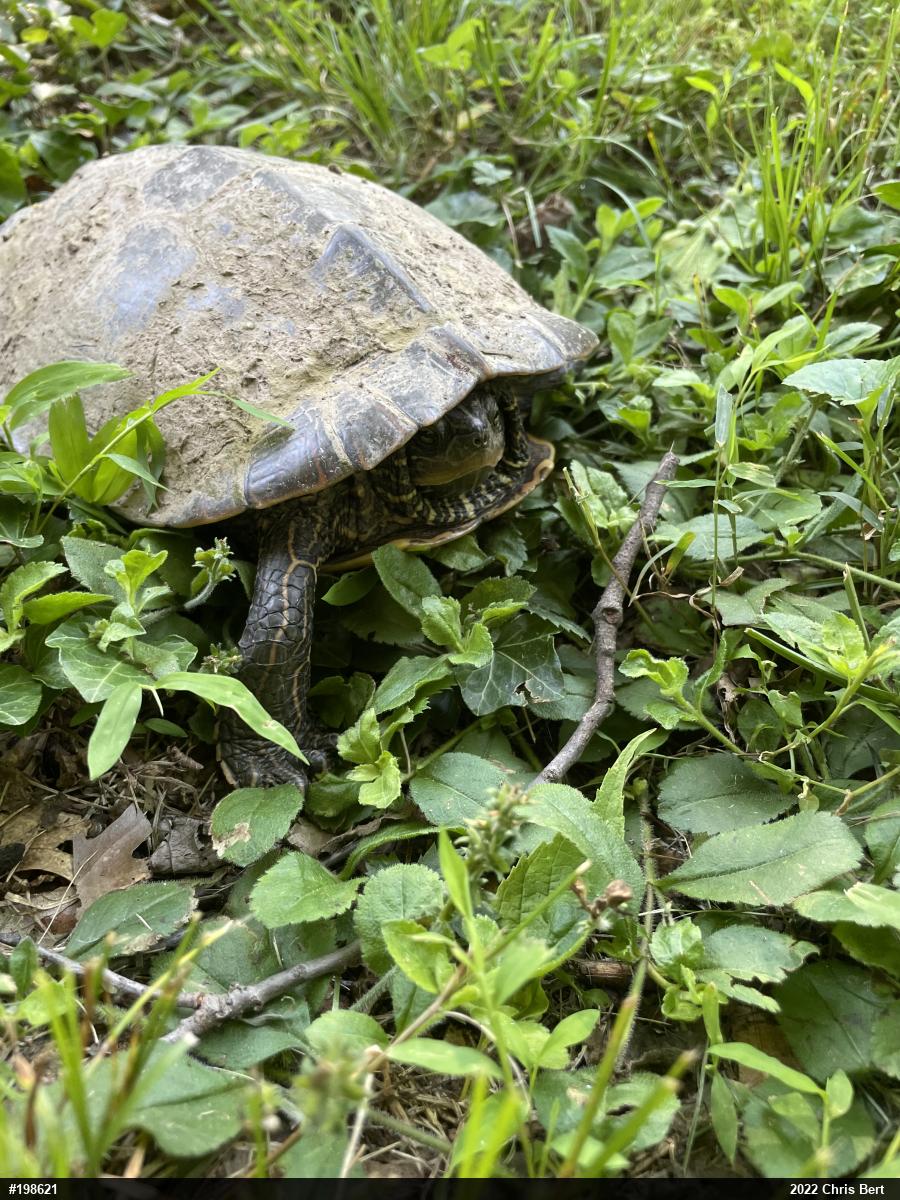 Northern Map Turtle