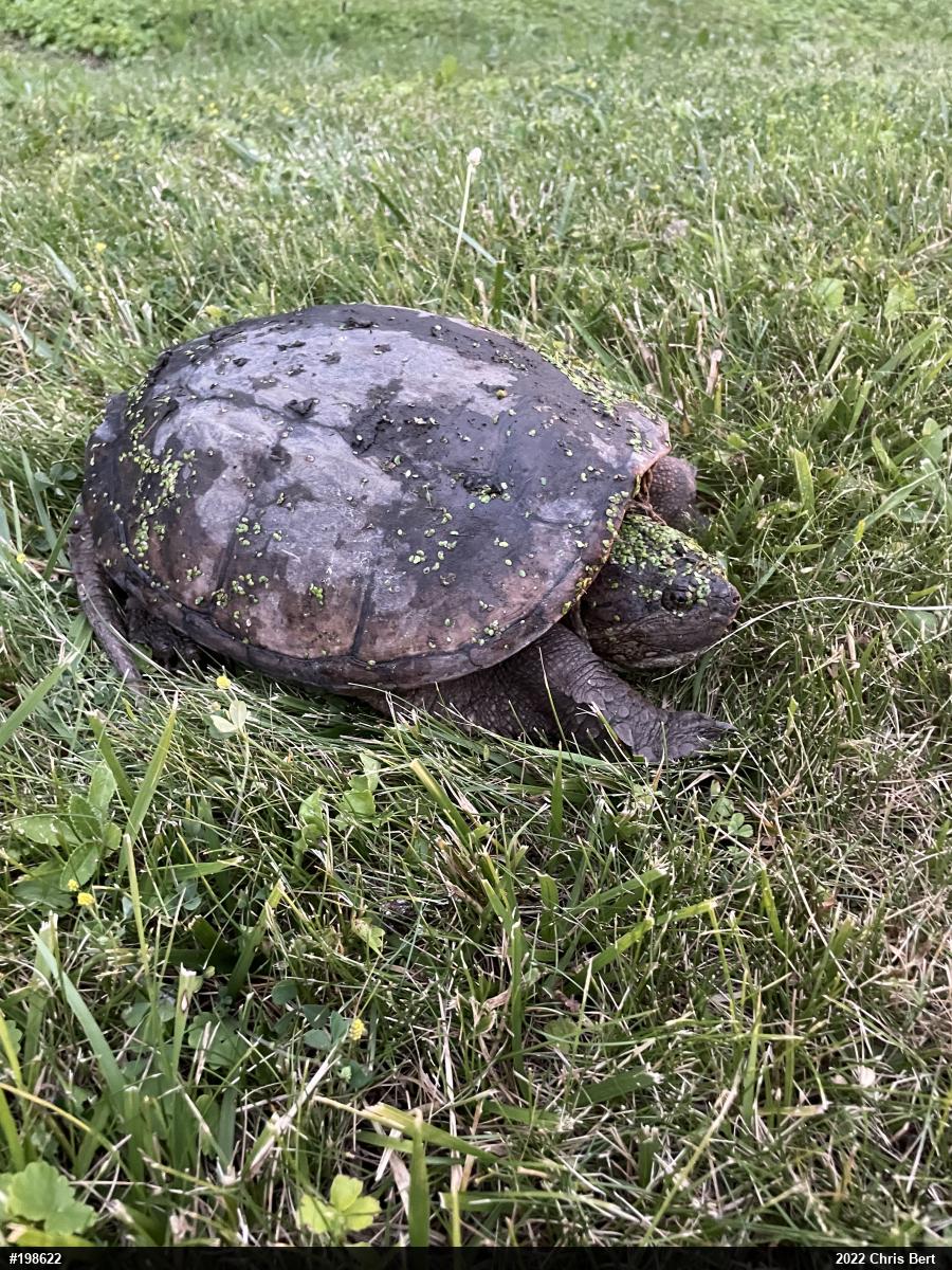 Snapping Turtle