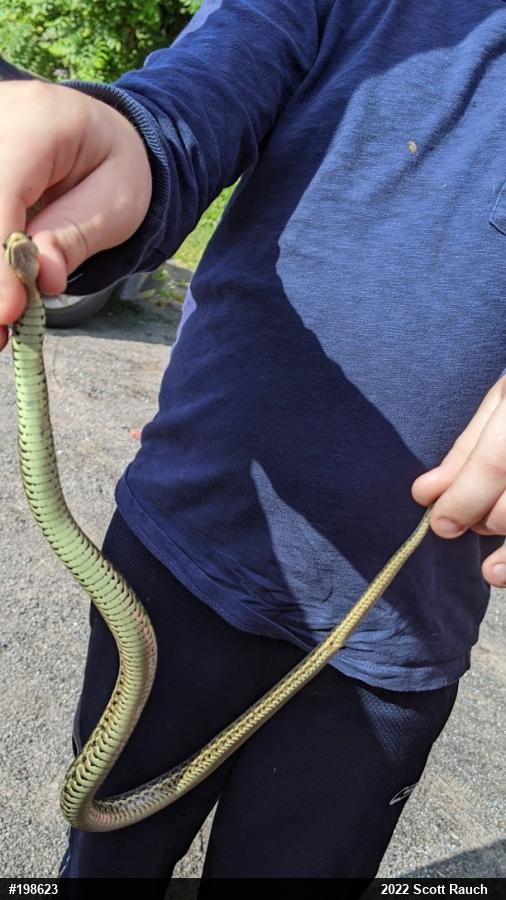 Eastern Gartersnake