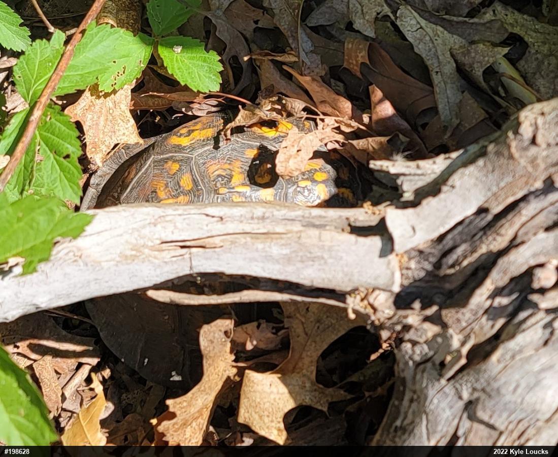 Eastern Box Turtle