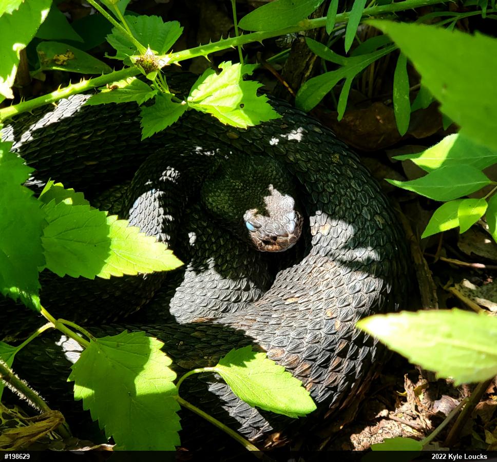 Timber Rattlesnake