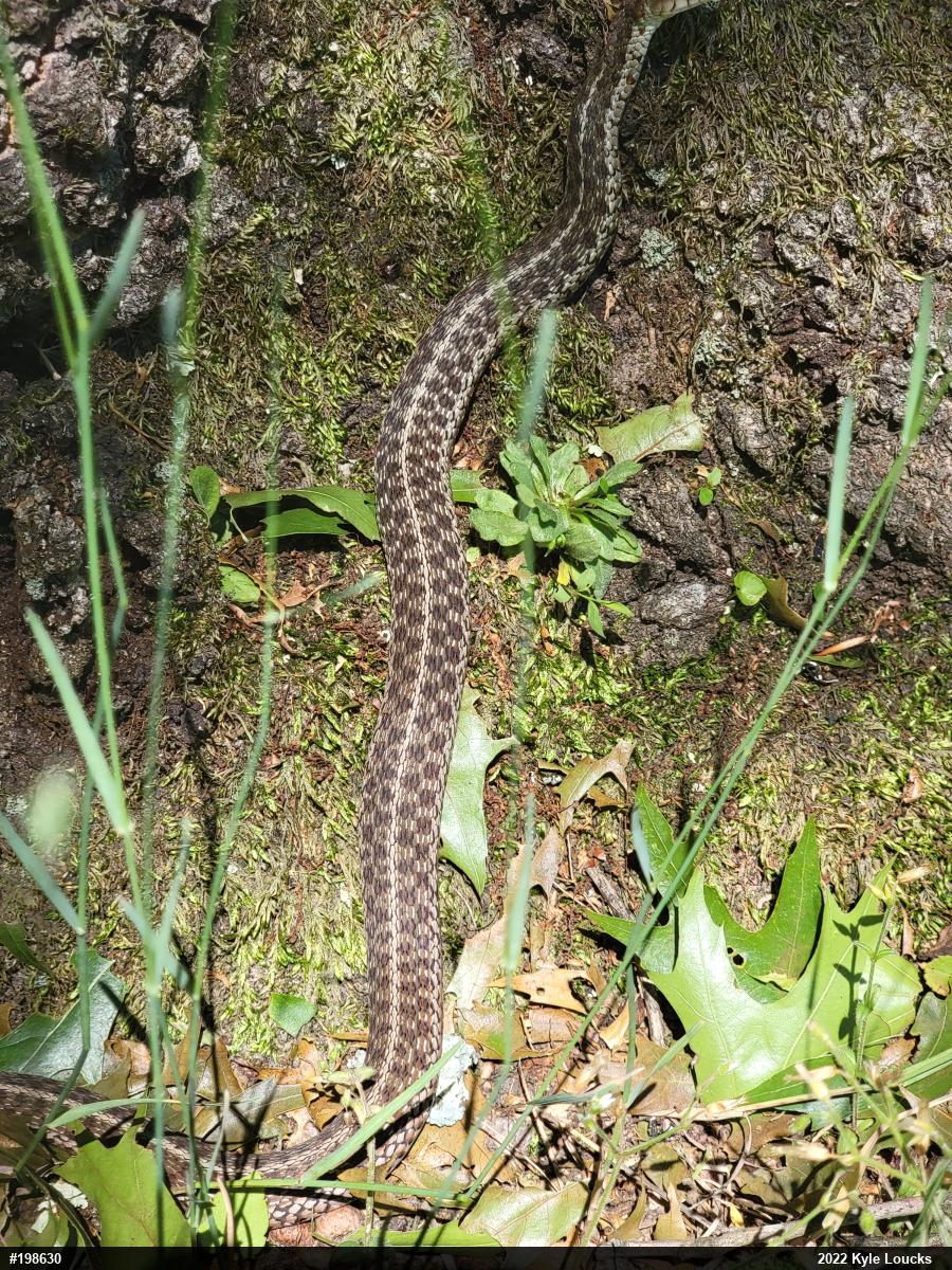 Eastern Gartersnake