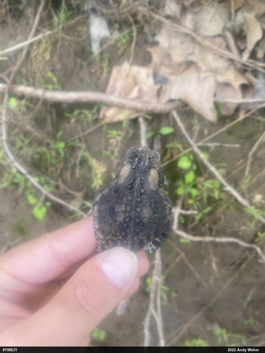 Eastern American Toad