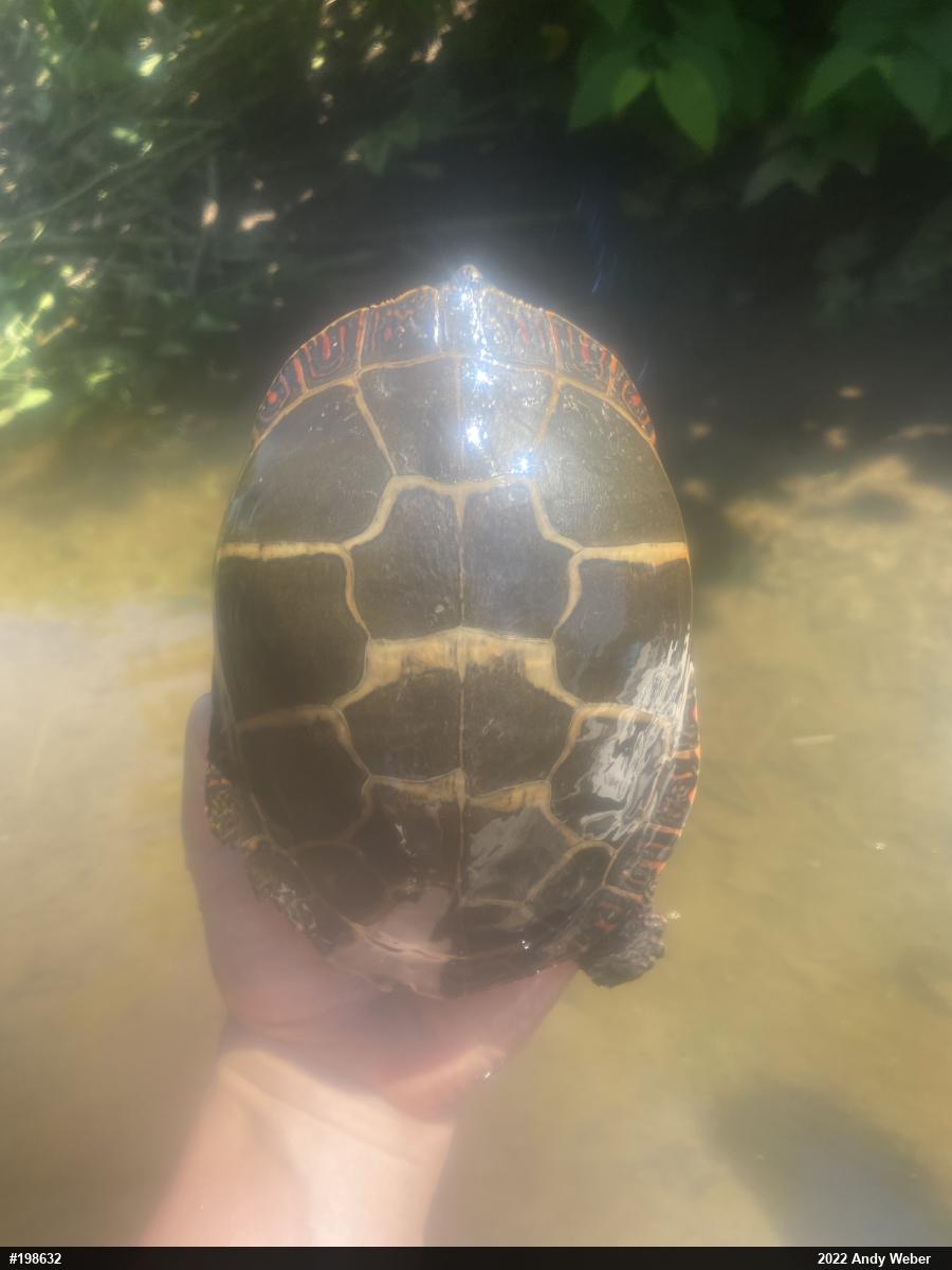 Painted Turtle