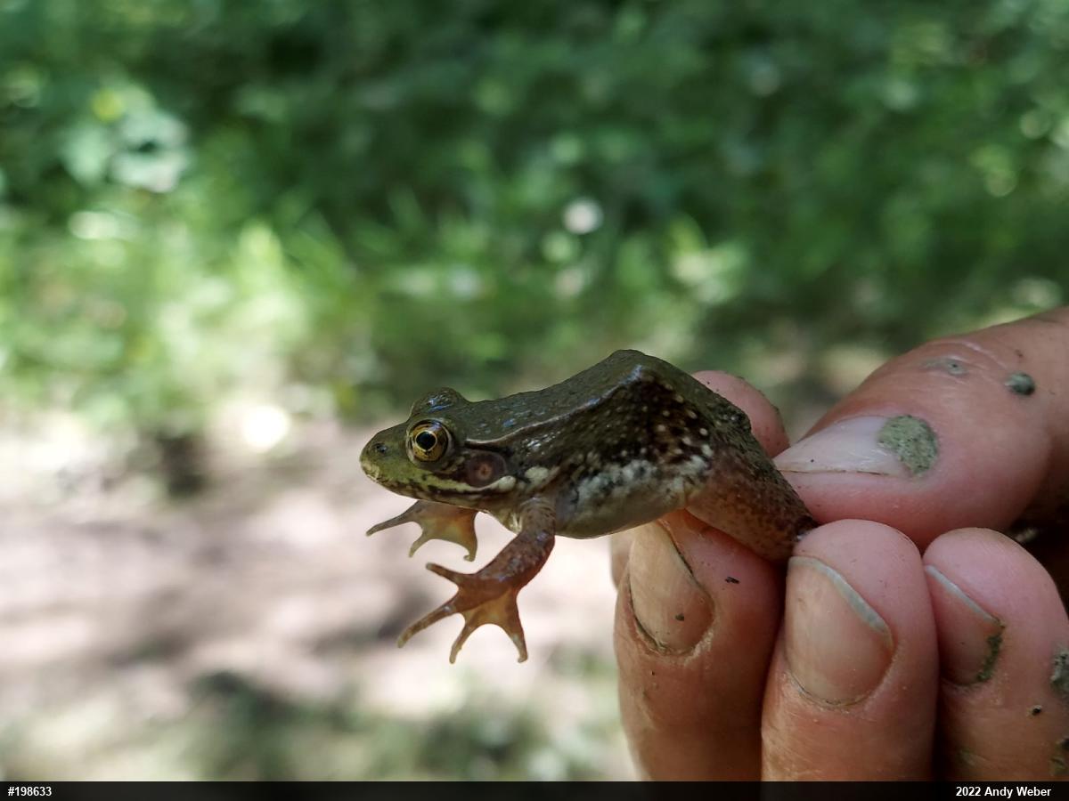 Green Frog
