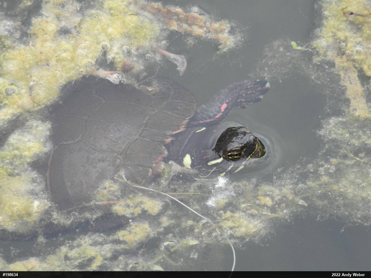 Midland Painted Turtle