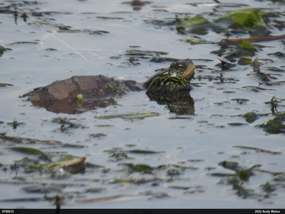 Northern Map Turtle