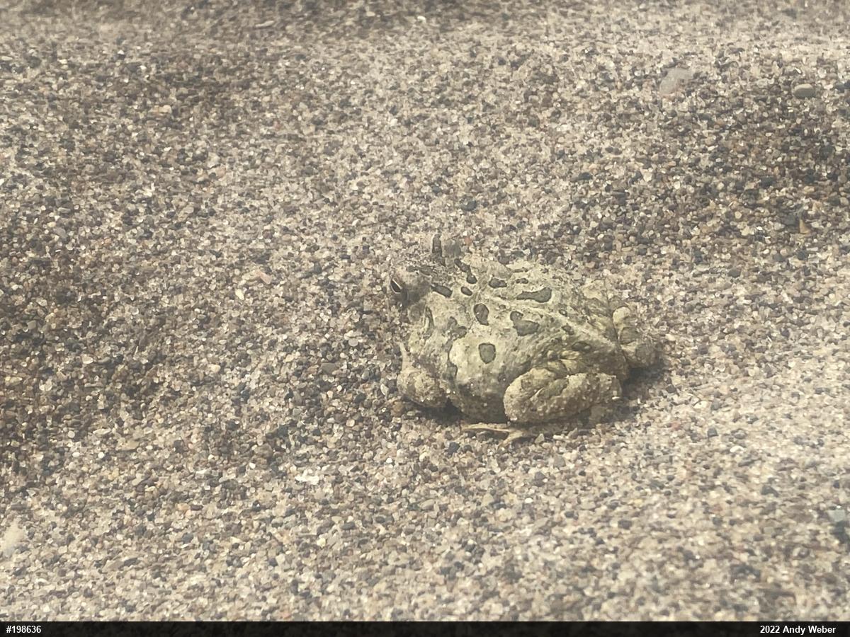 Fowler's Toad