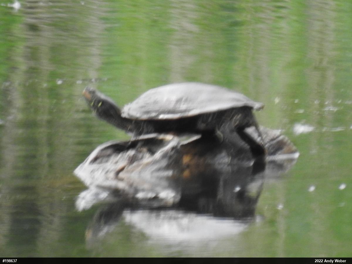 Northern Map Turtle