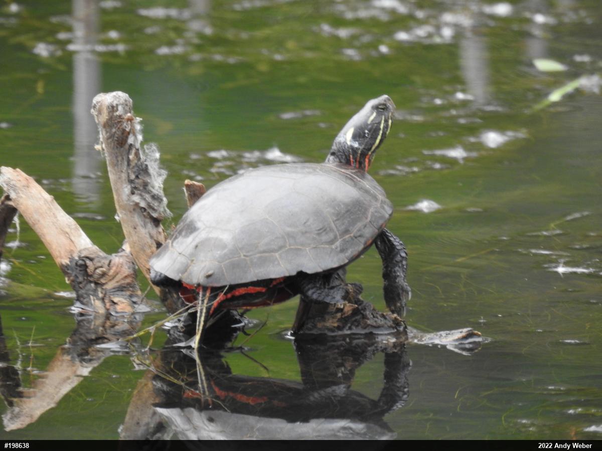Midland Painted Turtle