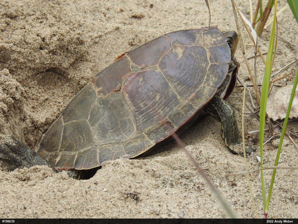 Northern Map Turtle