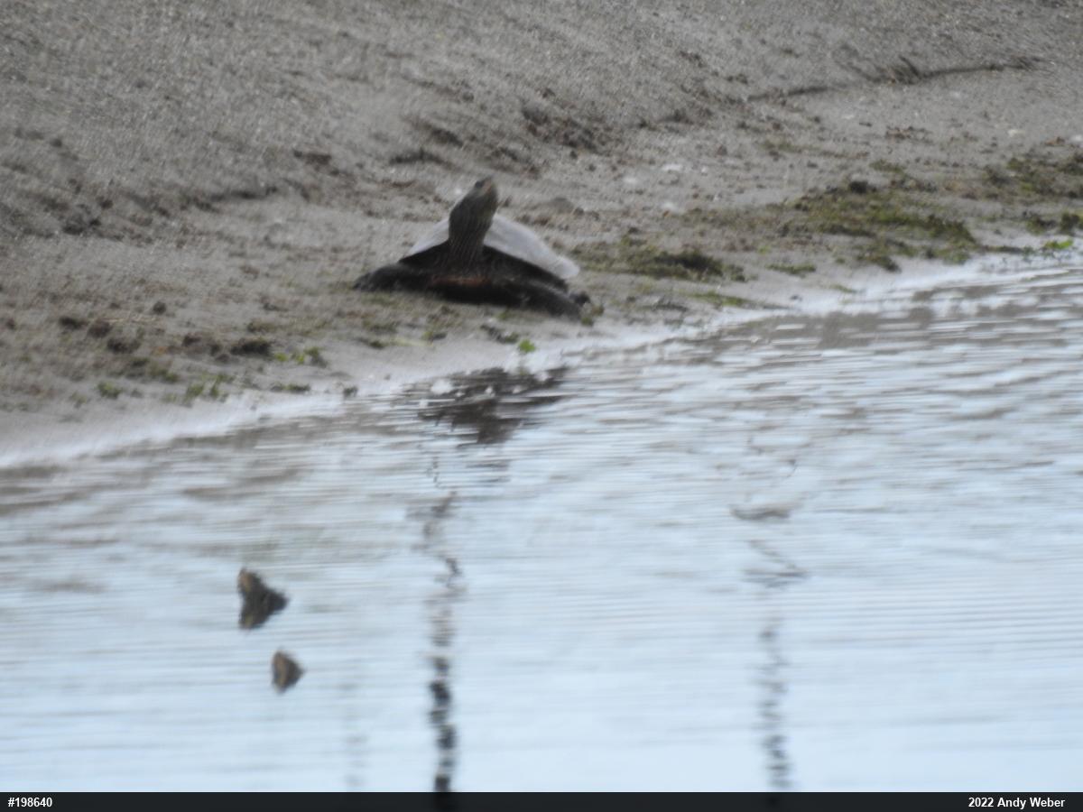 Northern Map Turtle