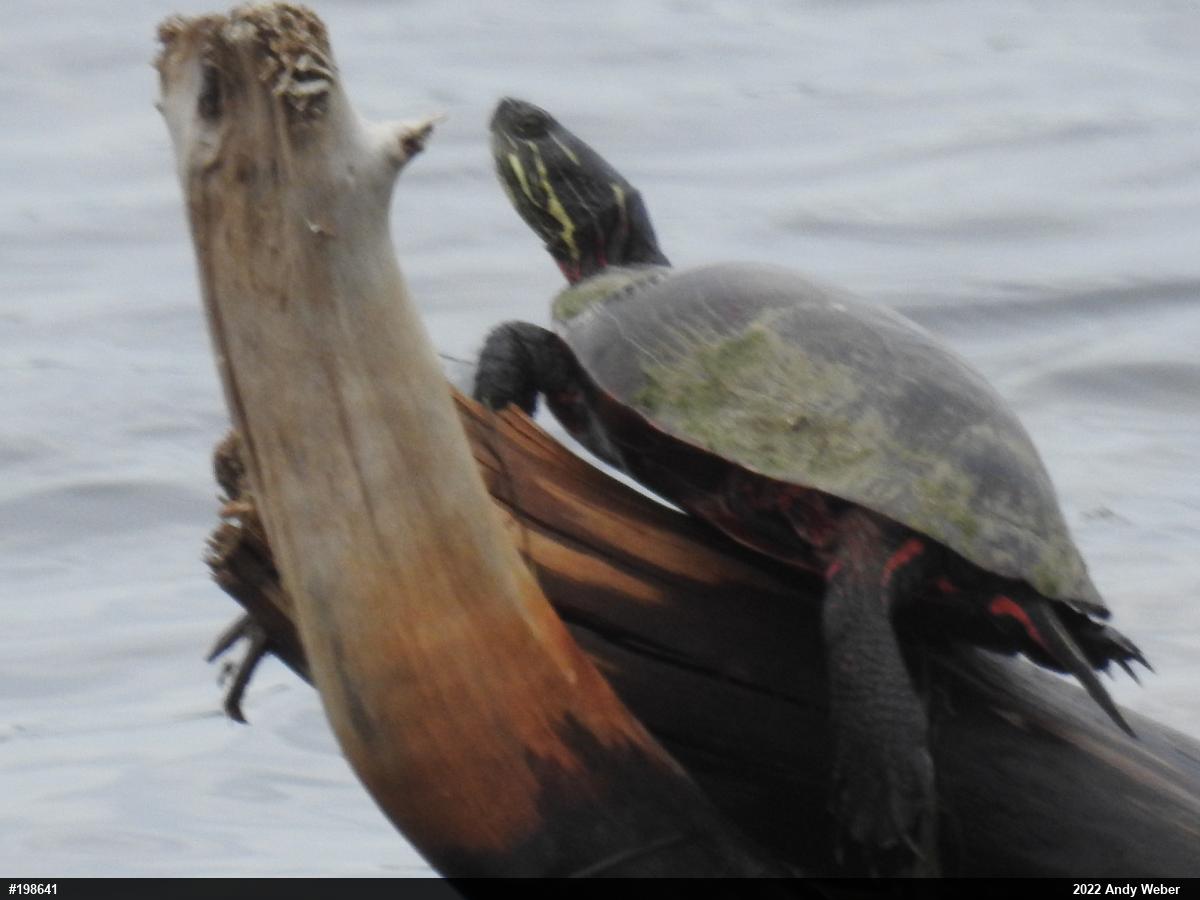 Midland Painted Turtle
