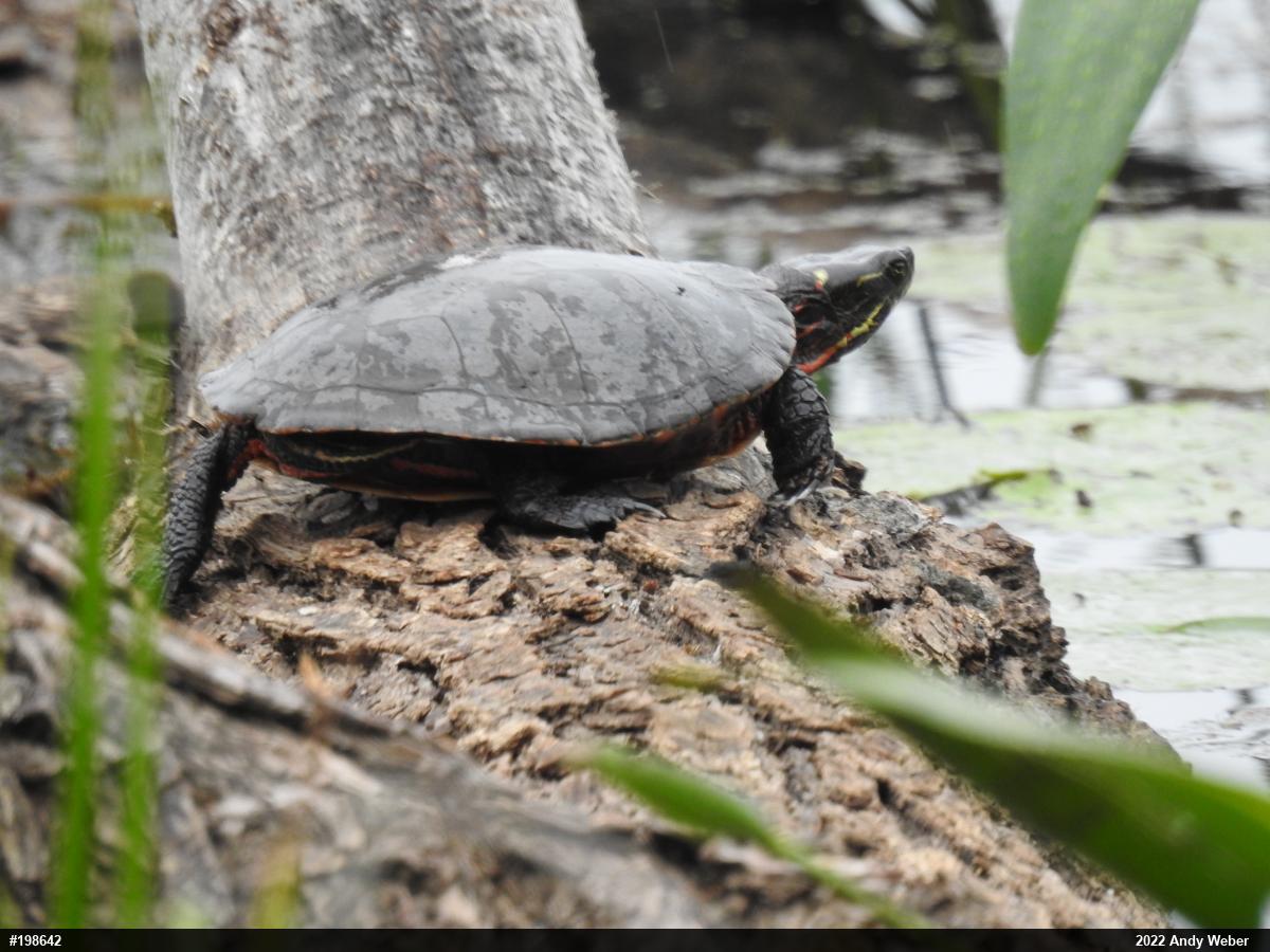 Midland Painted Turtle