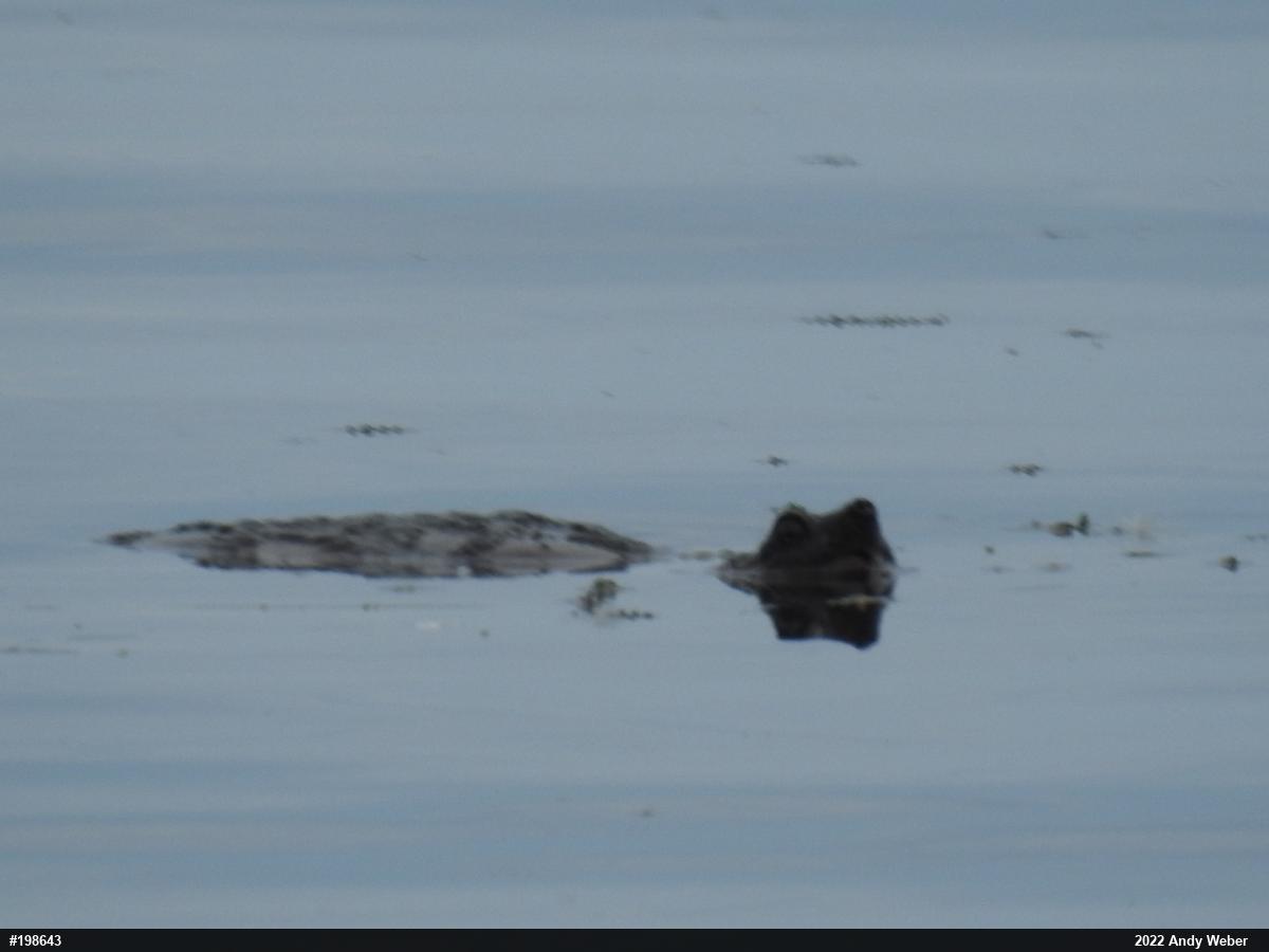 Snapping Turtle
