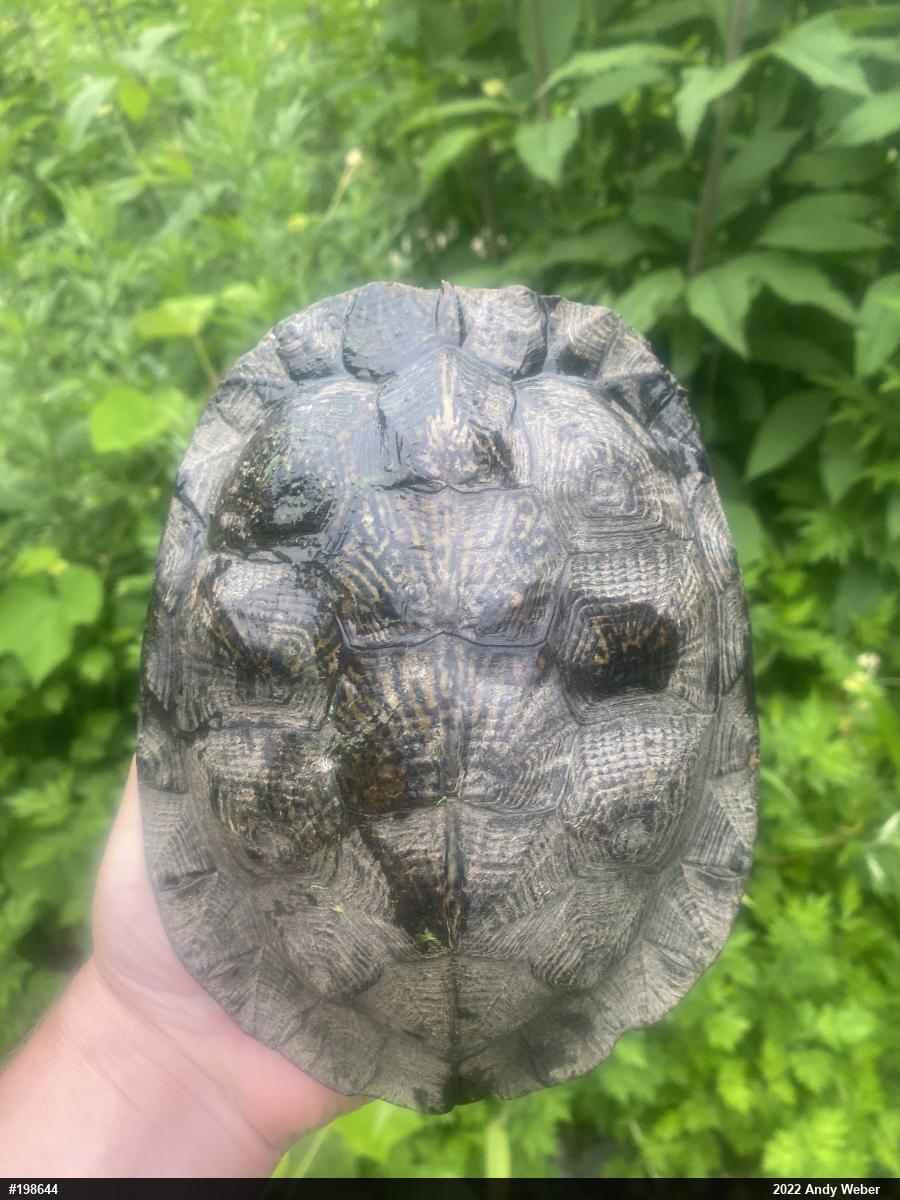 Wood Turtle