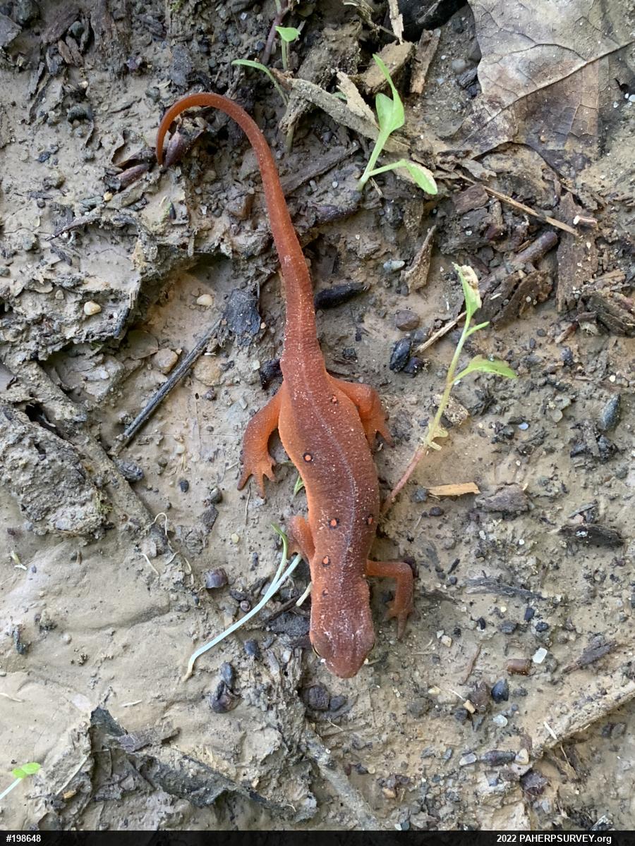 Red-spotted Newt