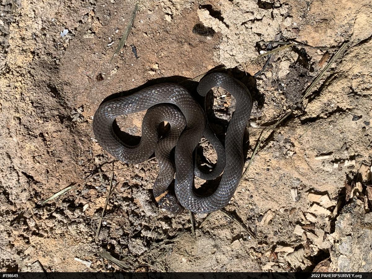 Northern Ring-necked Snake