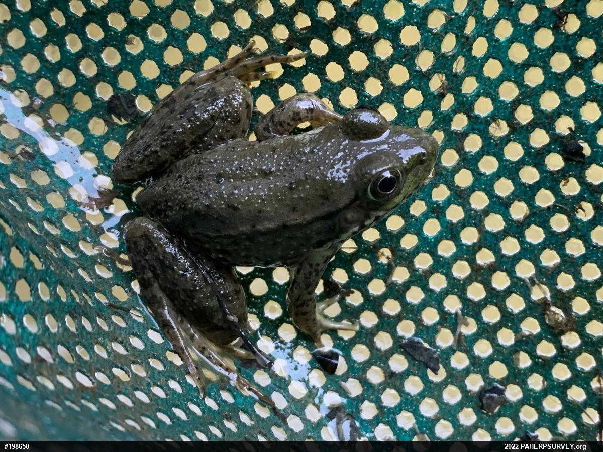 Green Frog