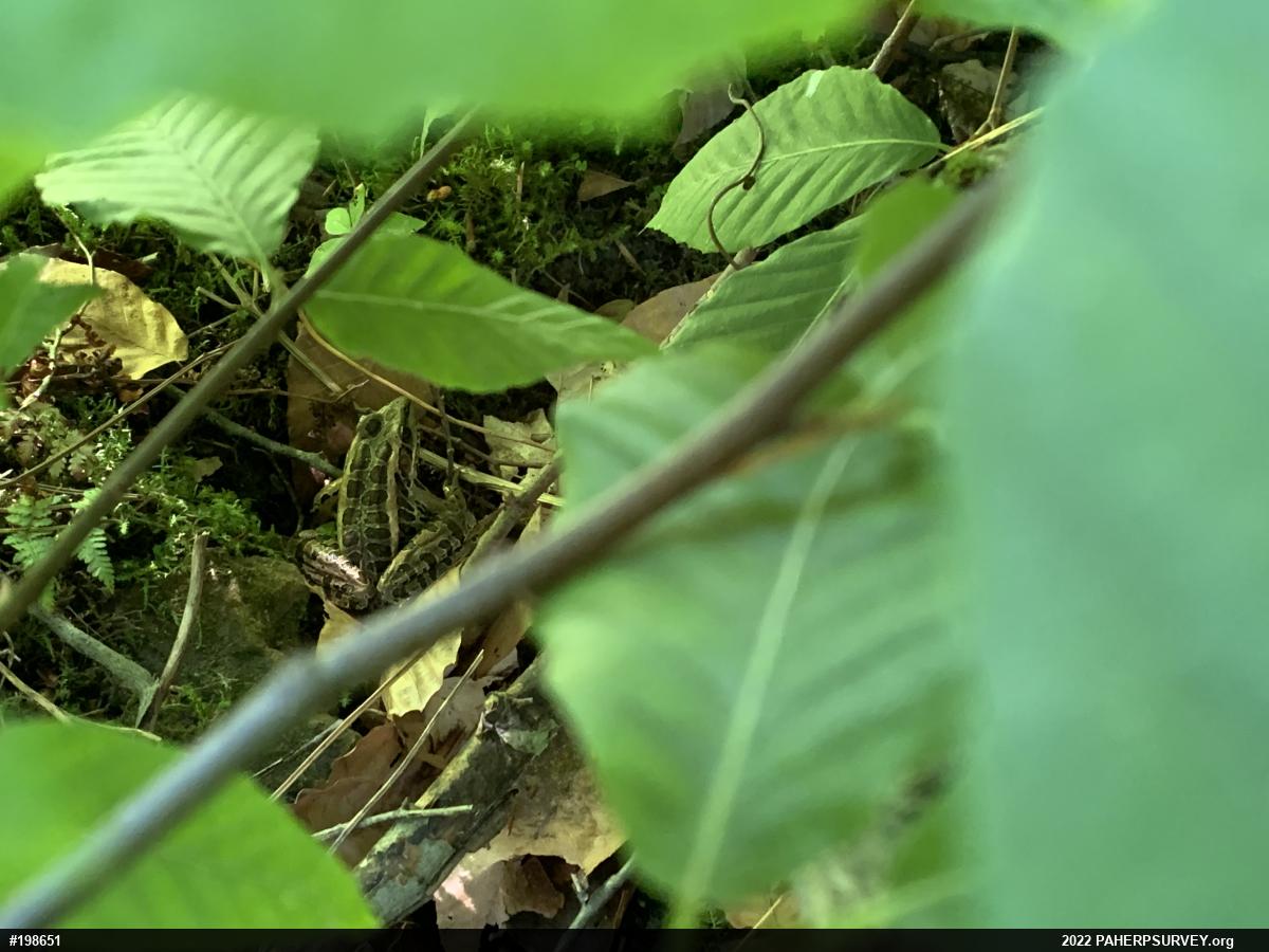 Pickerel Frog