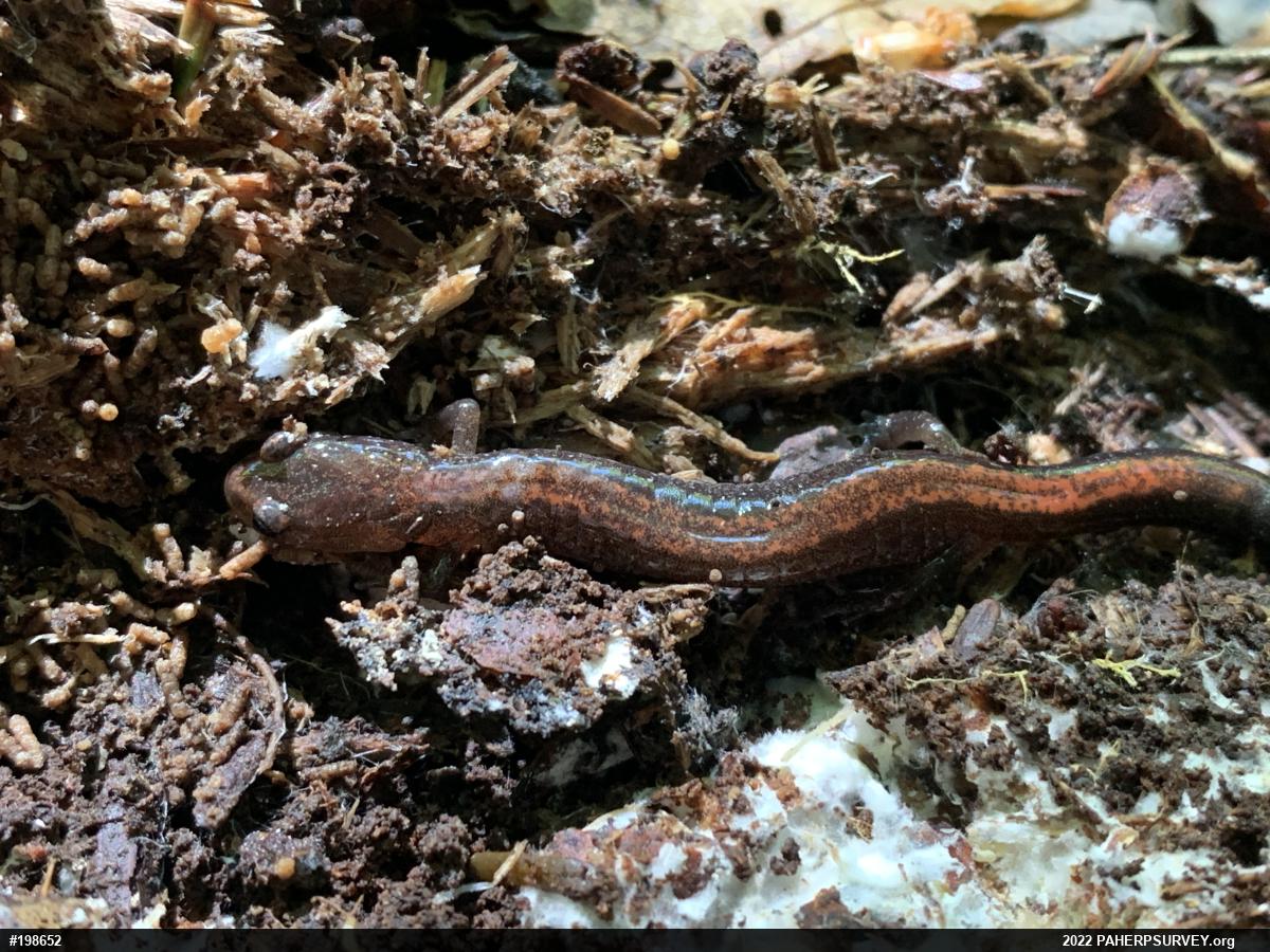 Eastern Red-backed  Salamander