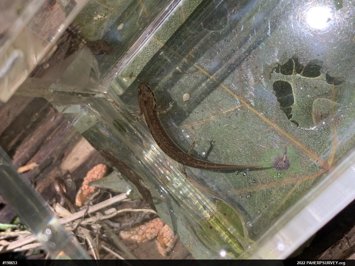 Northern Two-lined Salamander