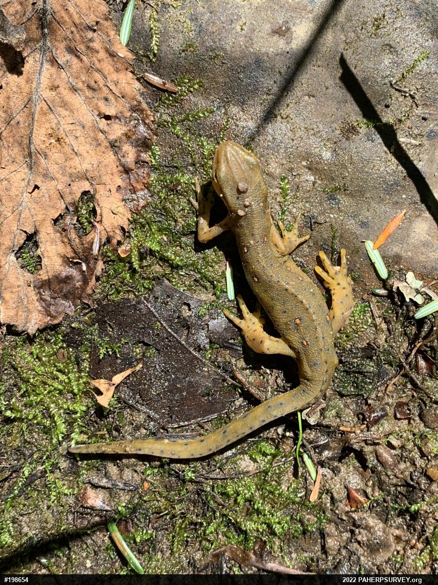 Red-spotted Newt