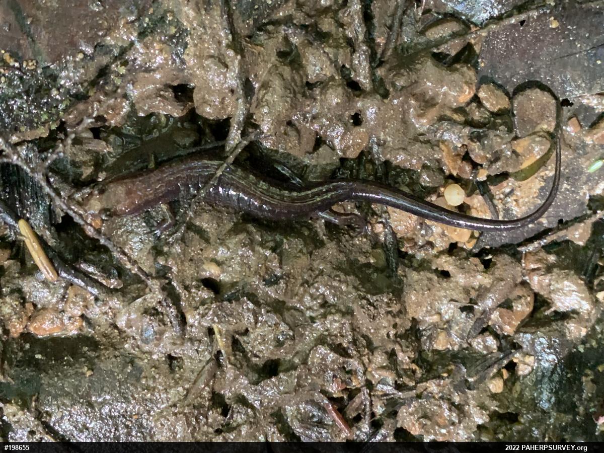 Allegheny Mountain Dusky Salamander