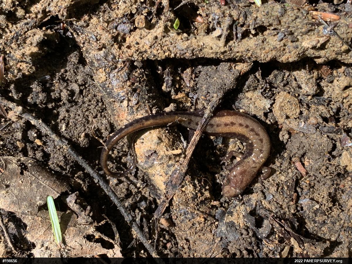 Allegheny Mountain Dusky Salamander