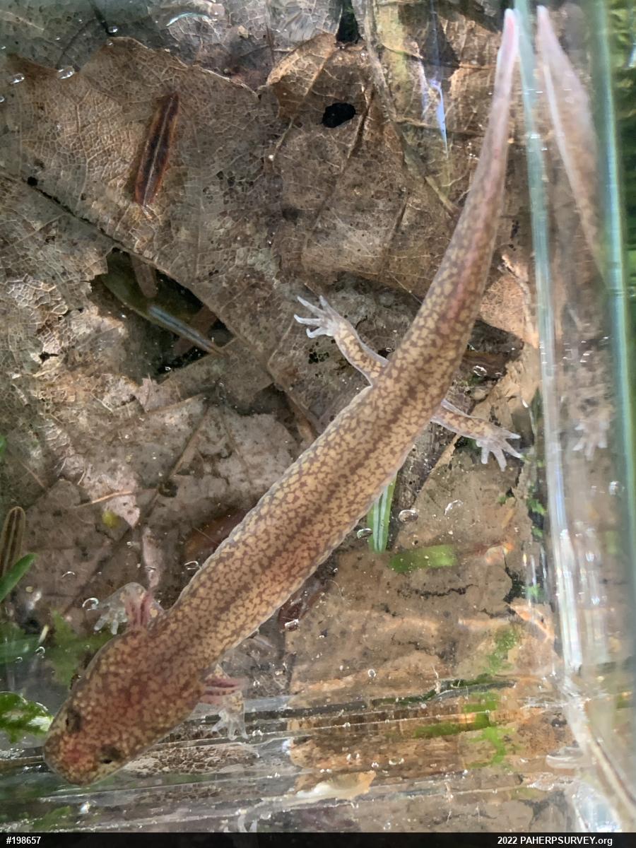 Northern Spring Salamander