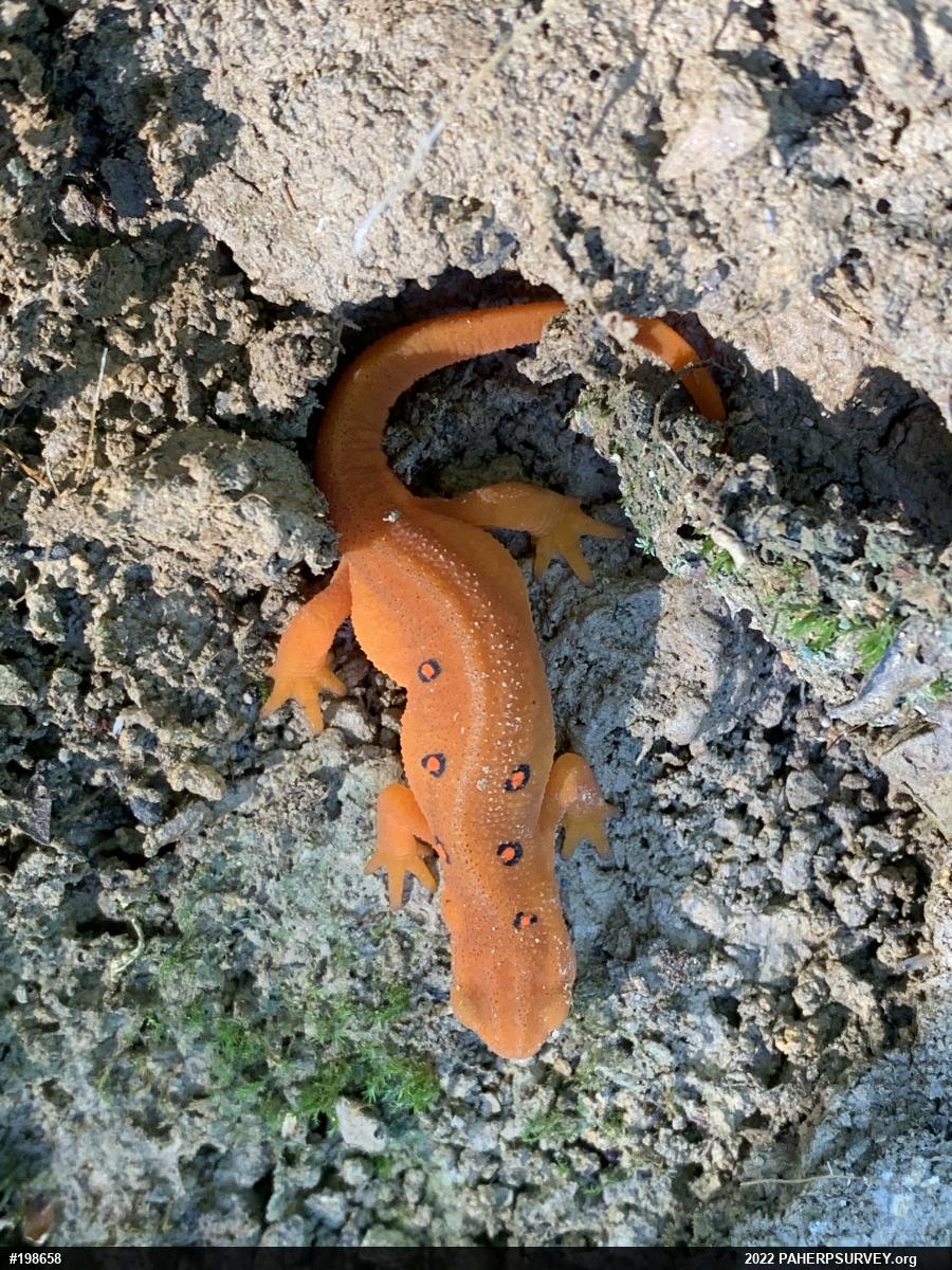 Red-spotted Newt