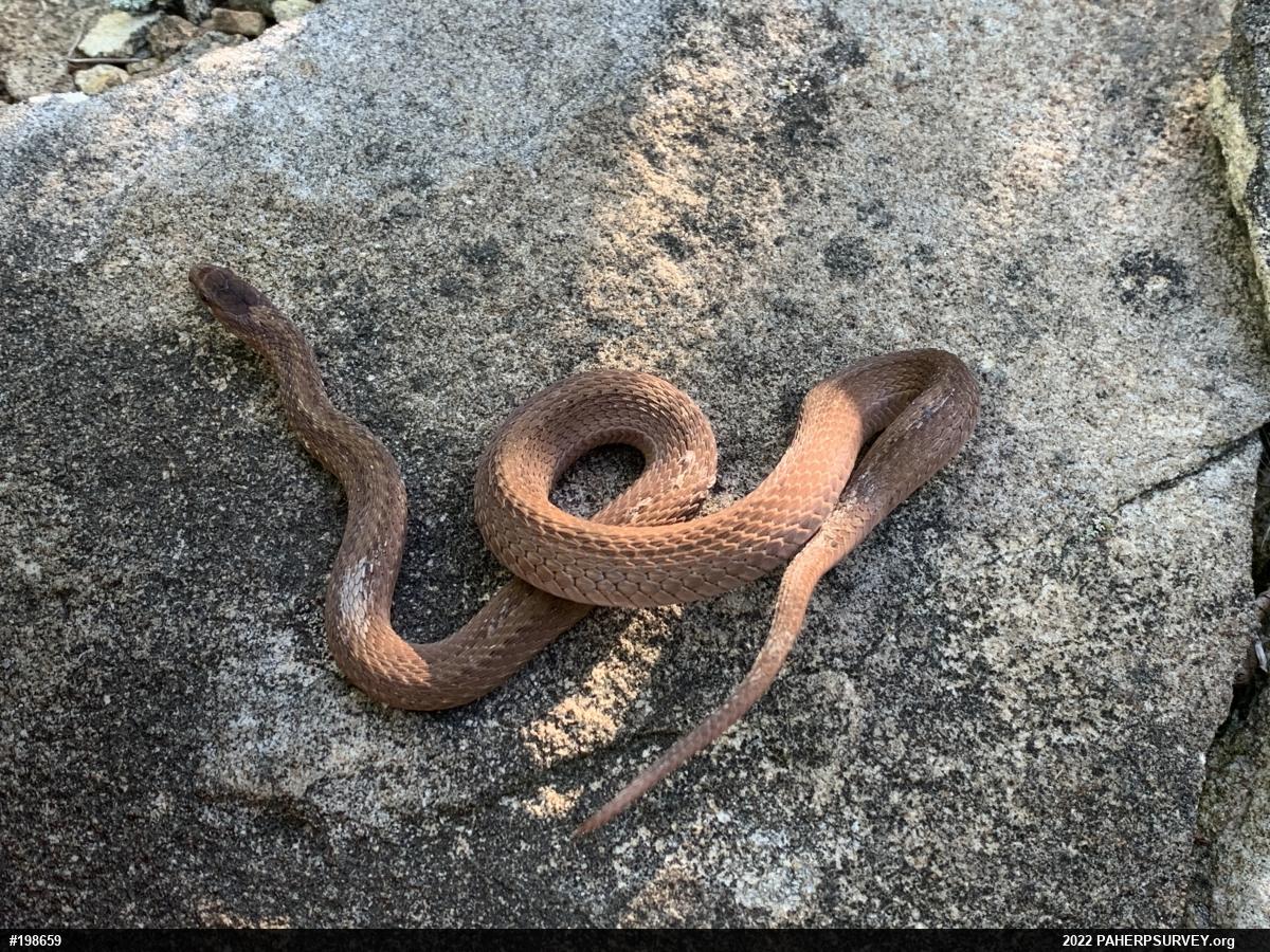 Red-bellied Snake