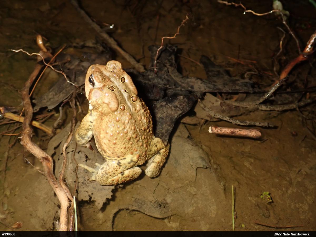 Eastern American Toad