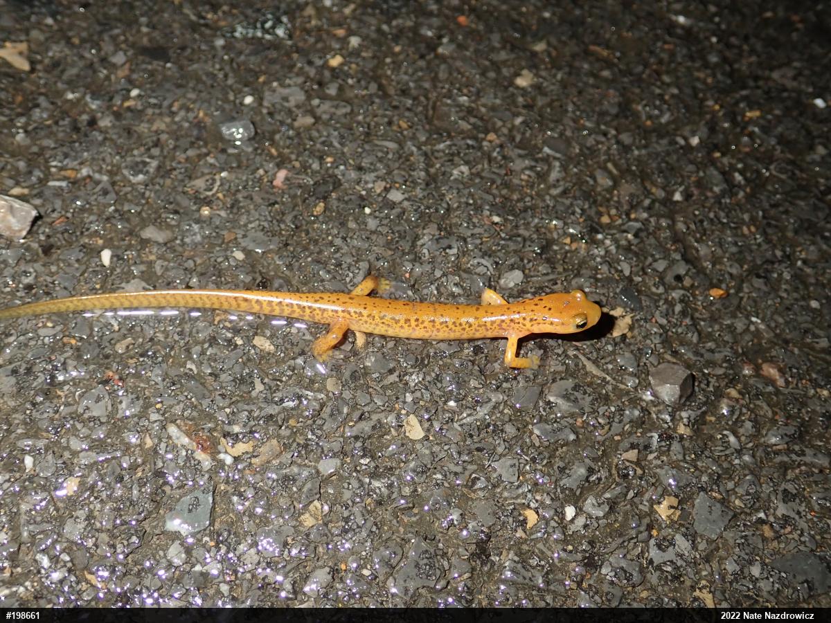 Eastern Long-tailed Salamander