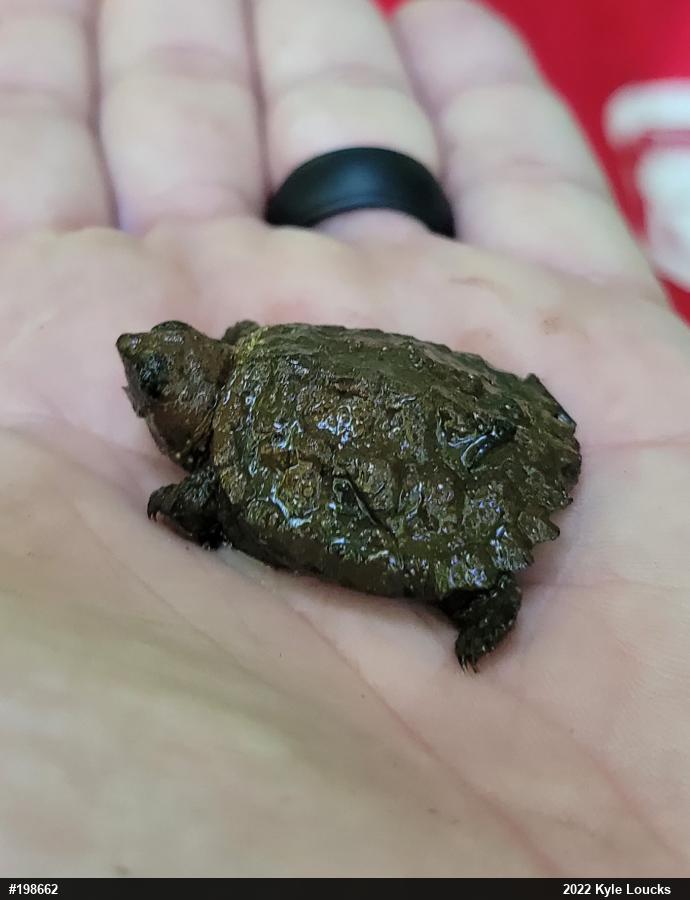 Snapping Turtle