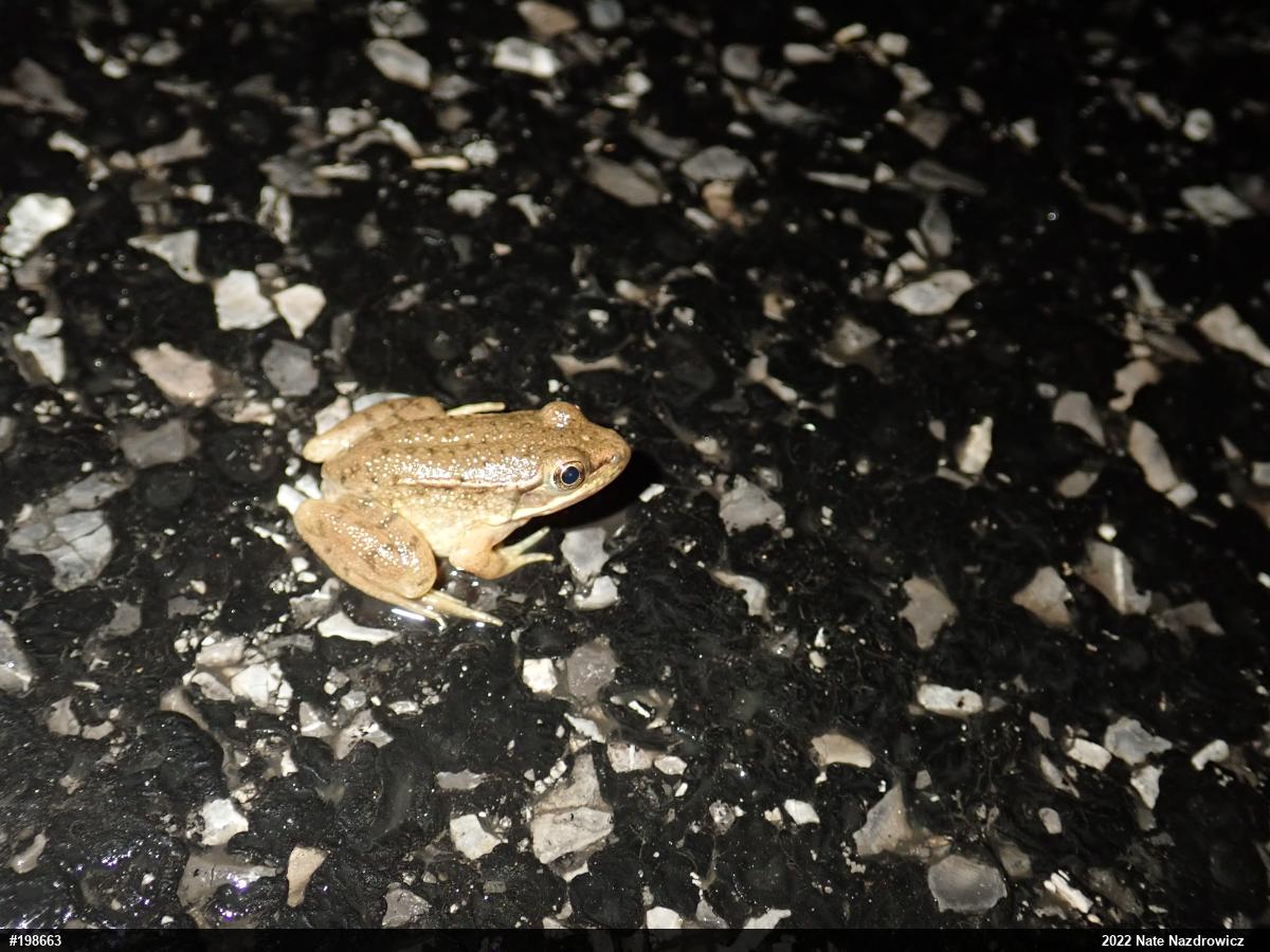 Green Frog