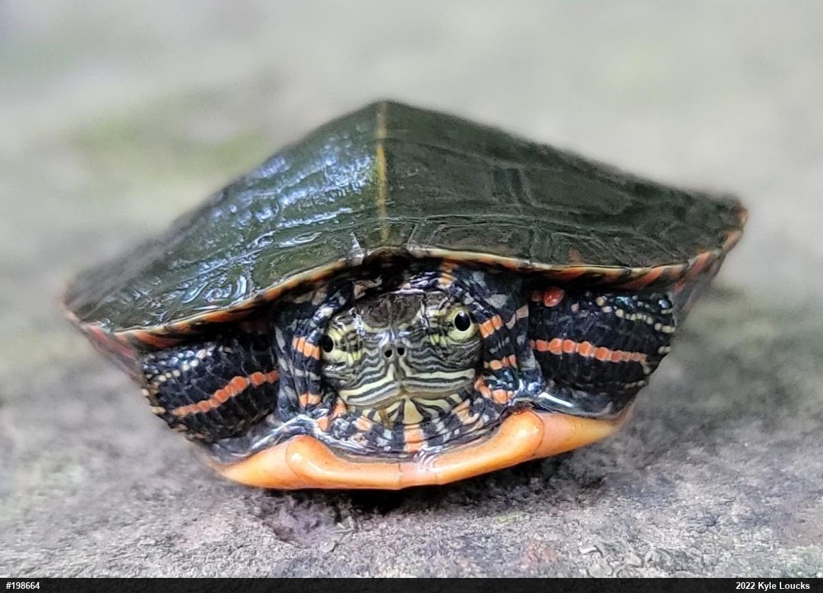 Painted Turtle