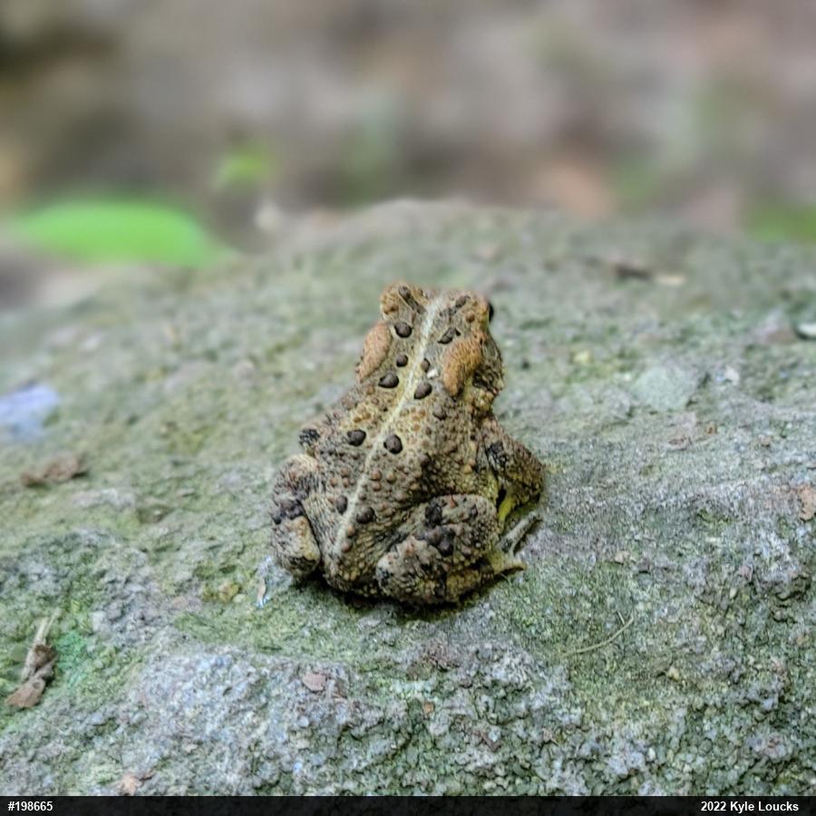 Eastern American Toad