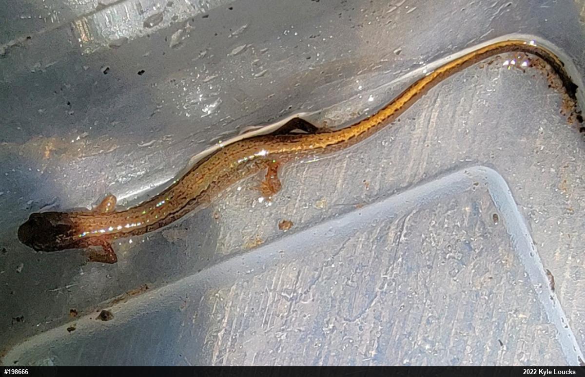 Northern Two-lined Salamander