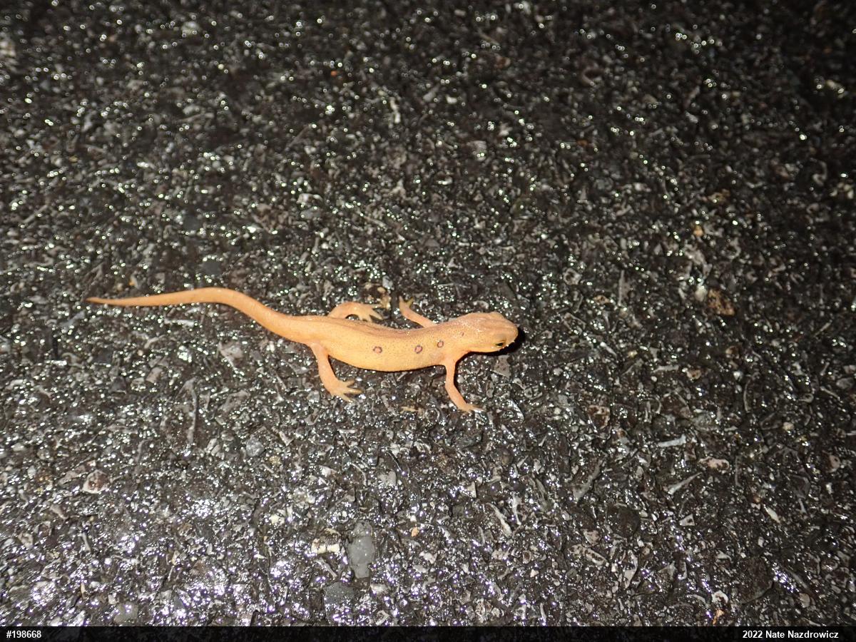 Red-spotted Newt