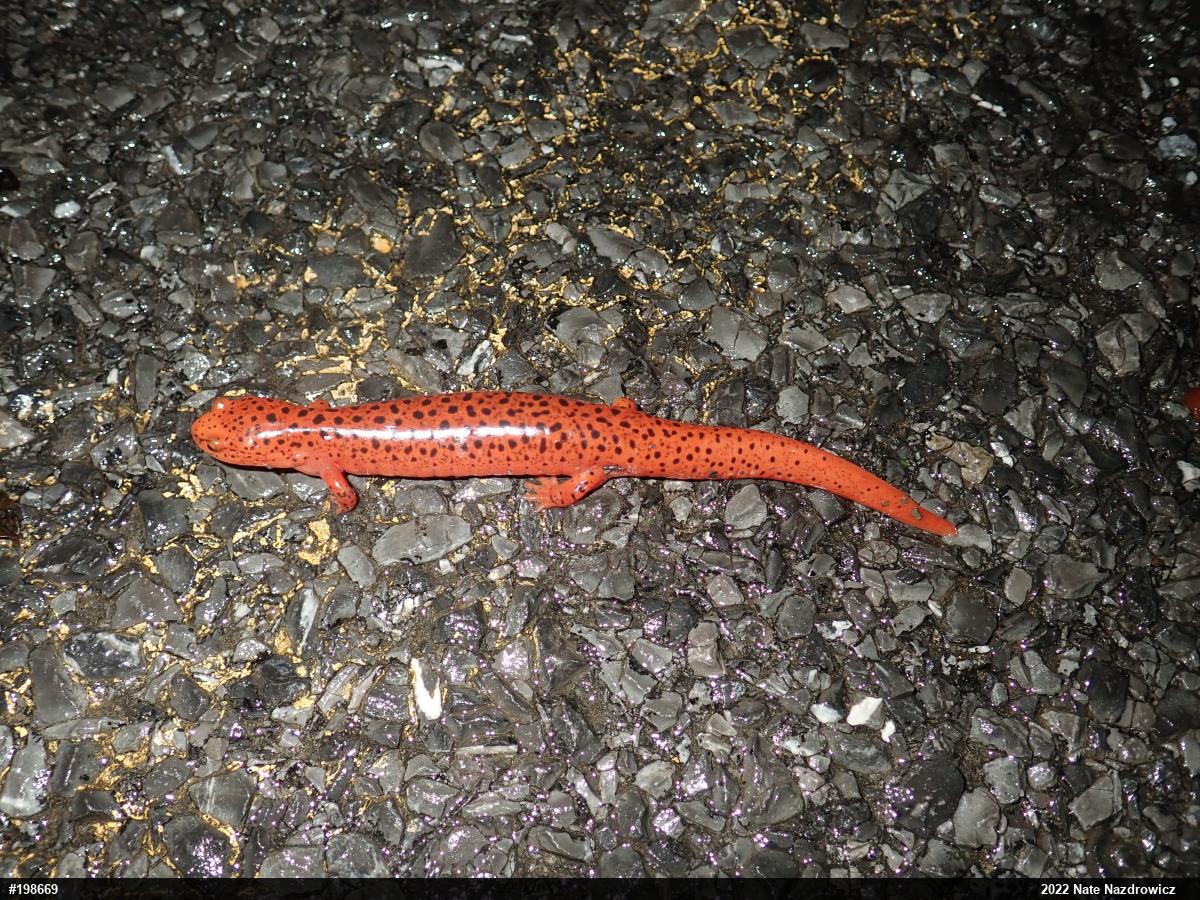 Northern Red Salamander