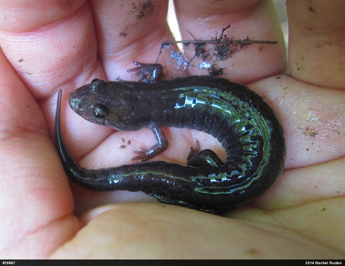 Northern Dusky Salamander