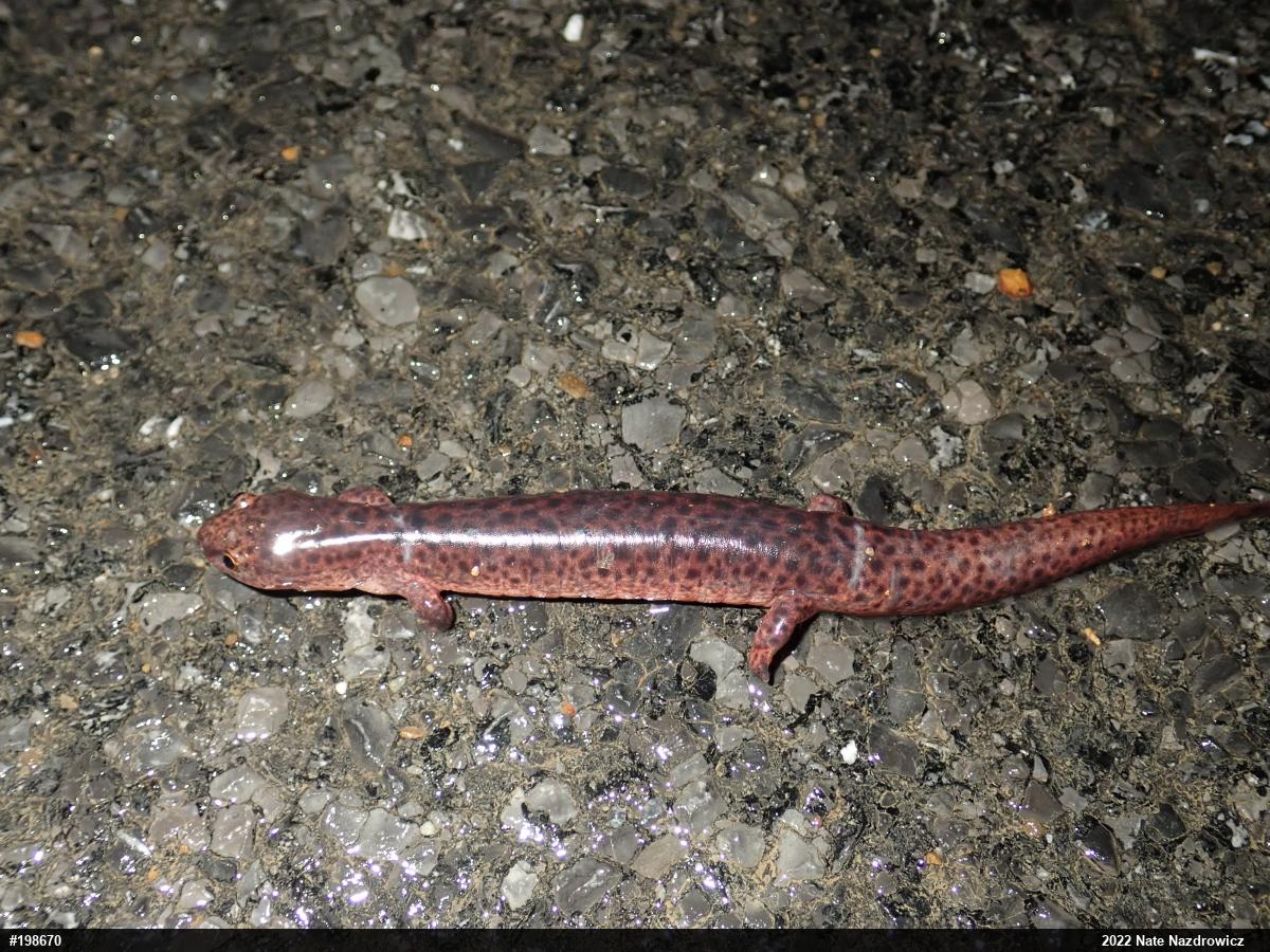Northern Red Salamander