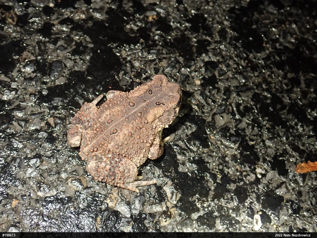Eastern American Toad