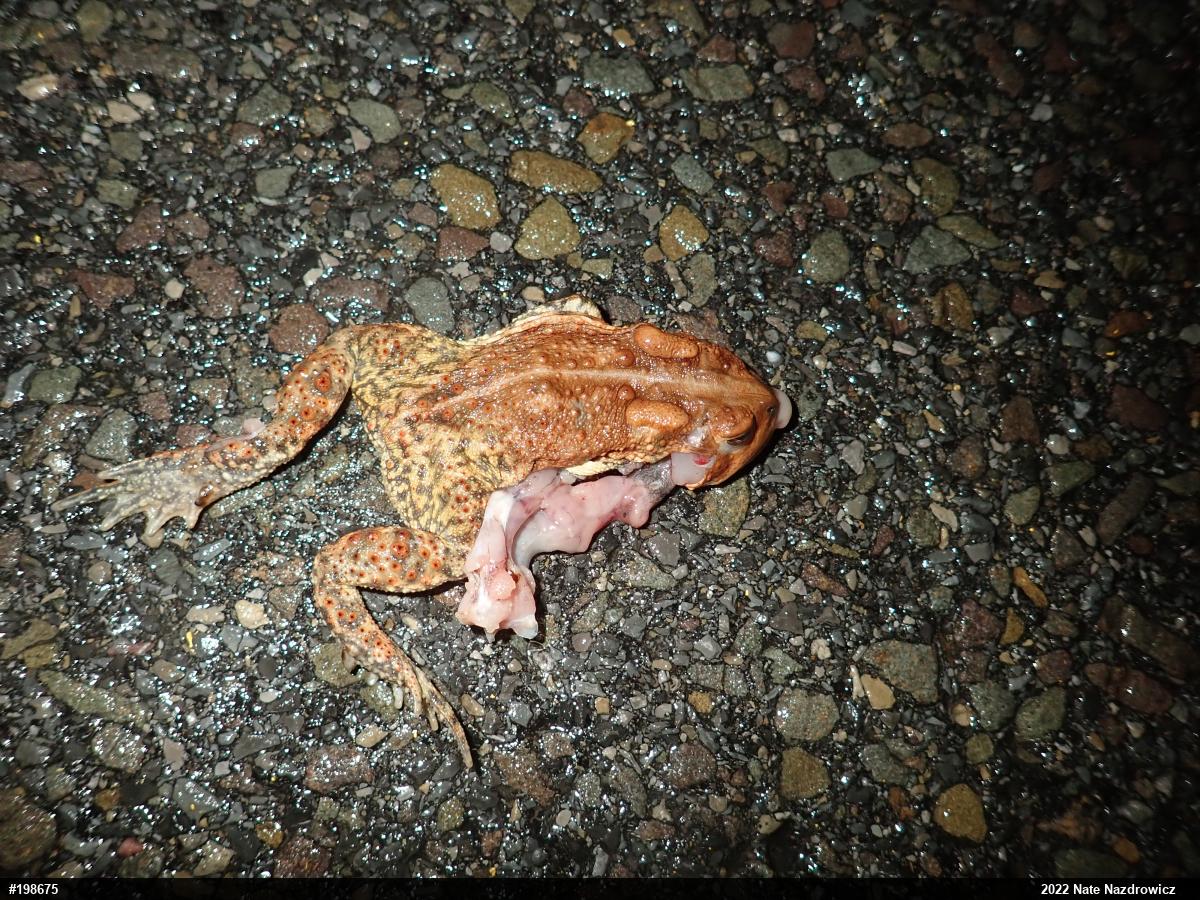 Eastern American Toad