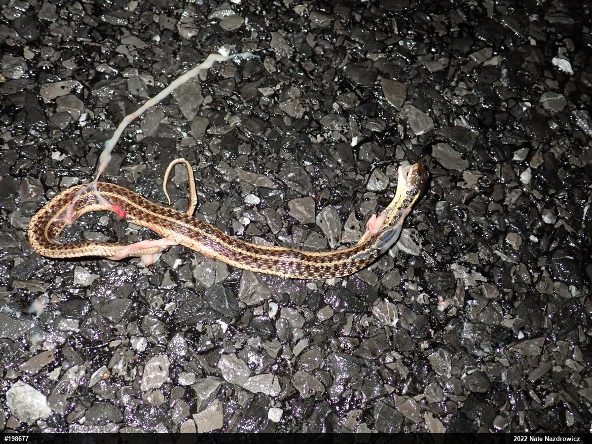 Eastern Gartersnake