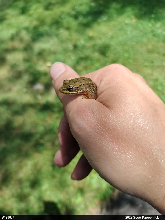 Green Frog