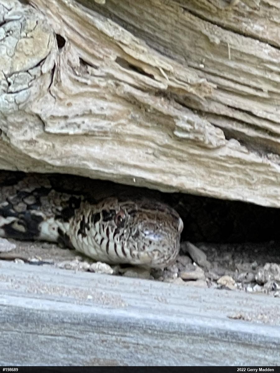 Eastern Milksnake