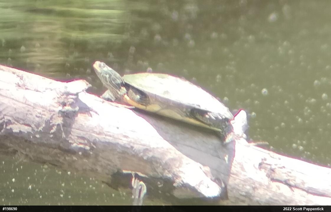 Northern Map Turtle