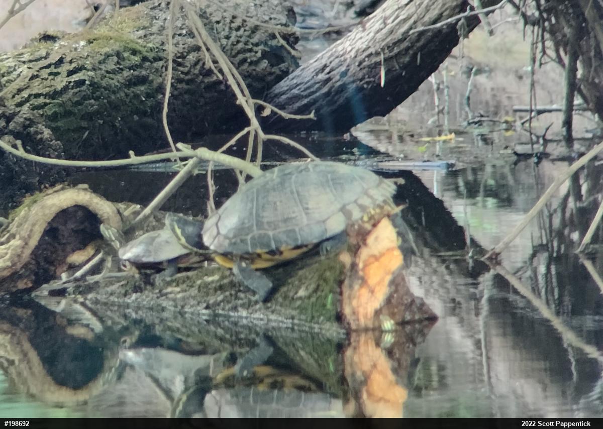 Red-eared Slider